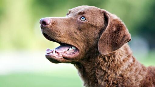 Chester peak sale bay retriever